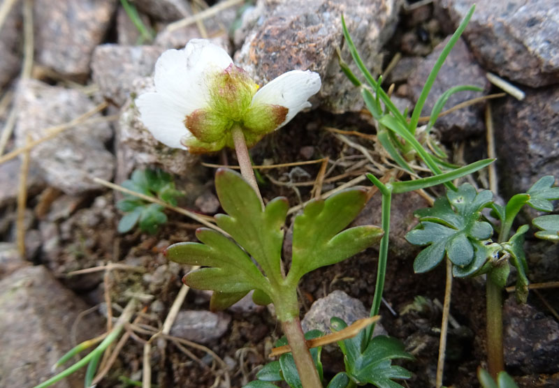 probabile: Ranunculus glacialis -Ranunculaceae